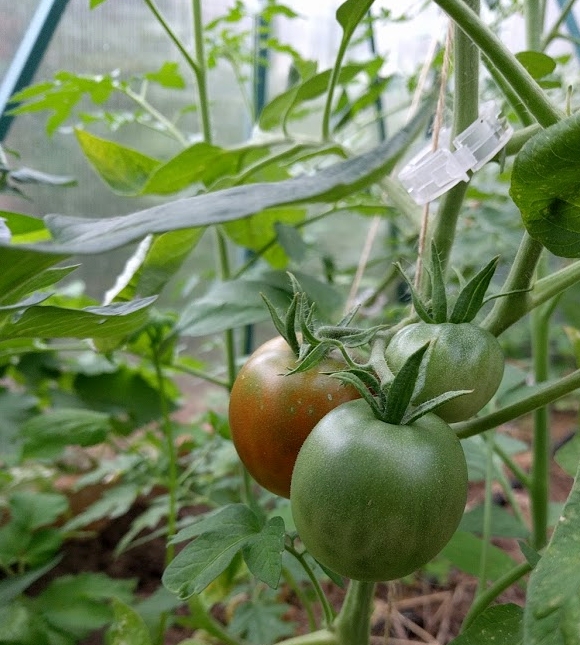 2017 - rausta jau pomidorai